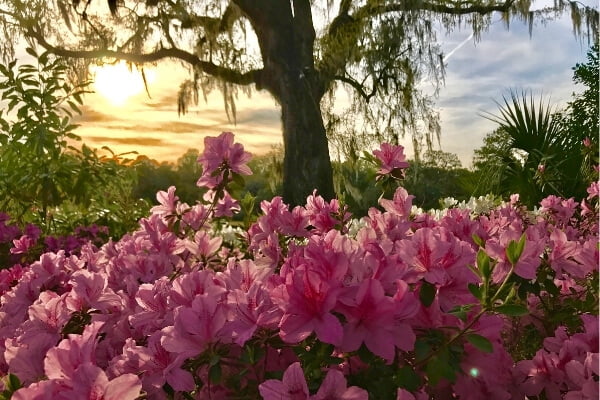 Spring Flowers in South Carolina