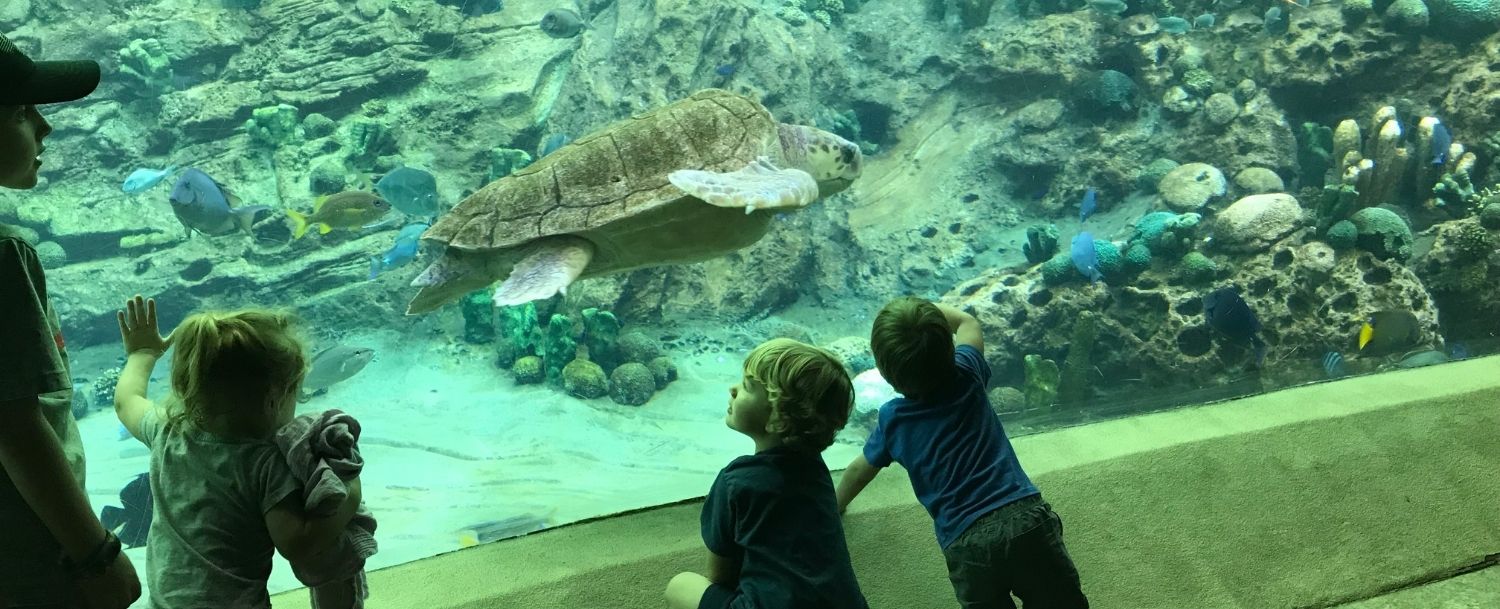 Charleston Aquarium South Carolina