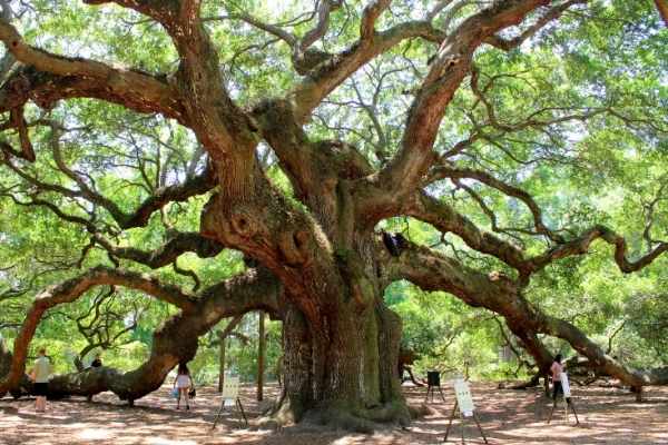 Historic South Carolina Landmark Angel Oak