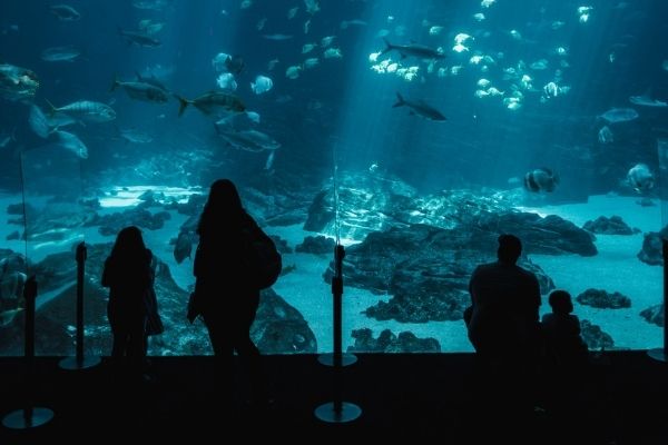 Charleston Aquarium Ocean Tank