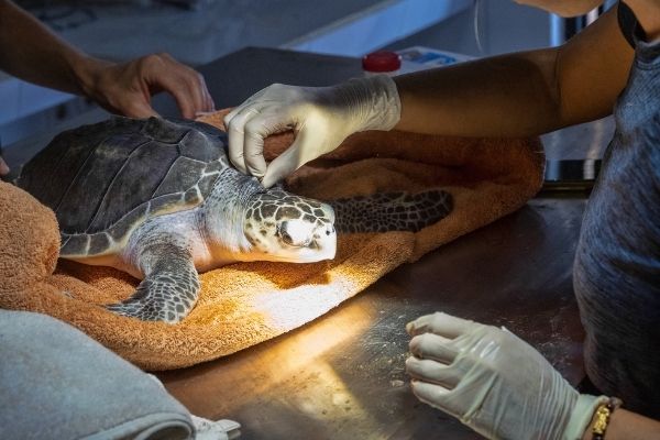 Charleston Aquarium Sea Turtle Care Center 