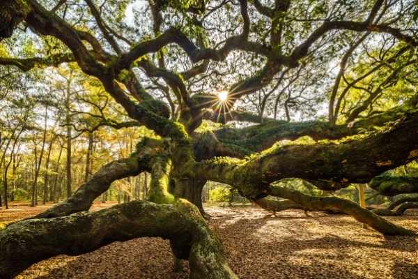 Morning at The Angel Oak Tree in Charleston