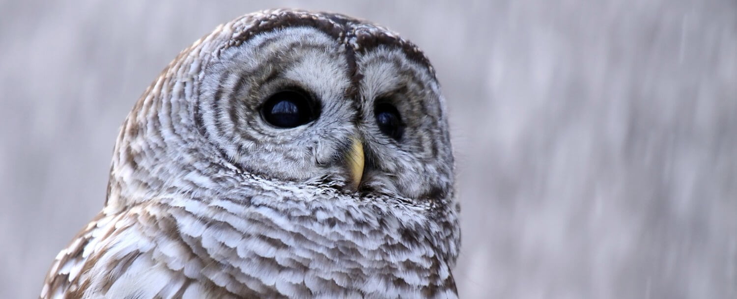 Your Complete Guide to the Southeastern Wildlife Expo Pam Harrington