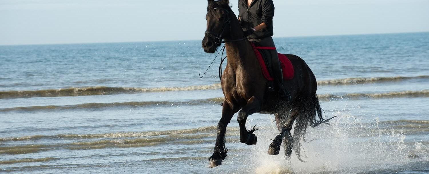 Here Are the Best Things to Do at Seabrook Island Equestrian Center