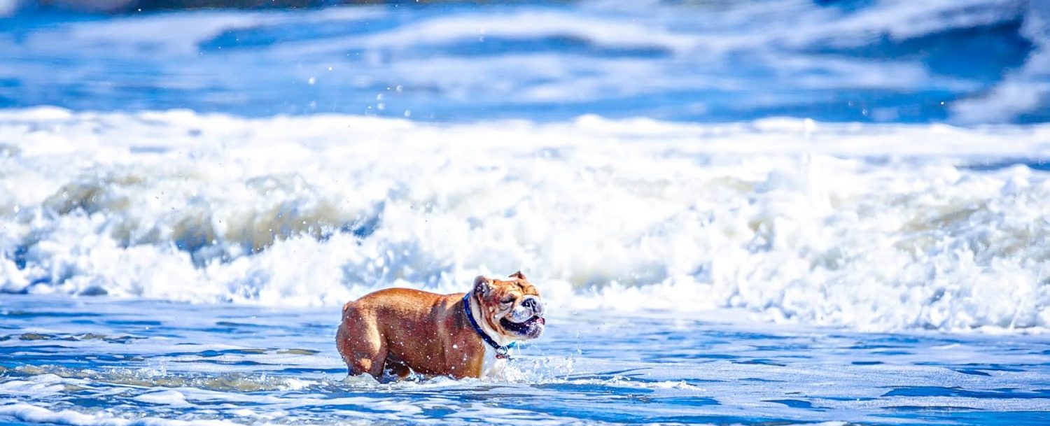 Dog friendly Beach In South Carolina