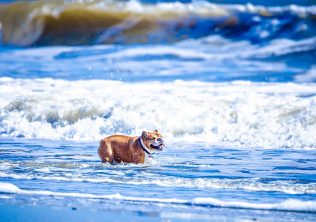 Dog friendly Beach In South Carolina
