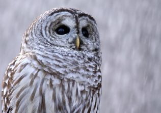 southeastern wildlife exposition