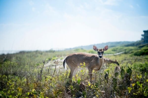 Deer Kiawah Island Nature Conservancy