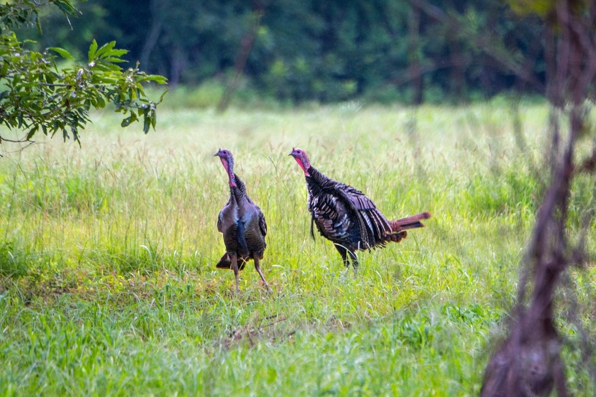 Turkeys at Briars Creek