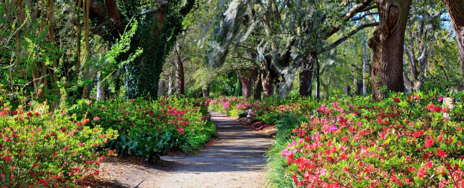 Hampton Park Charleston in Bloom