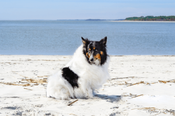 Dog Friendly Beach