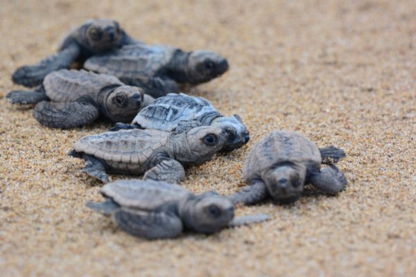 Turtle hatchings on kiawah beach