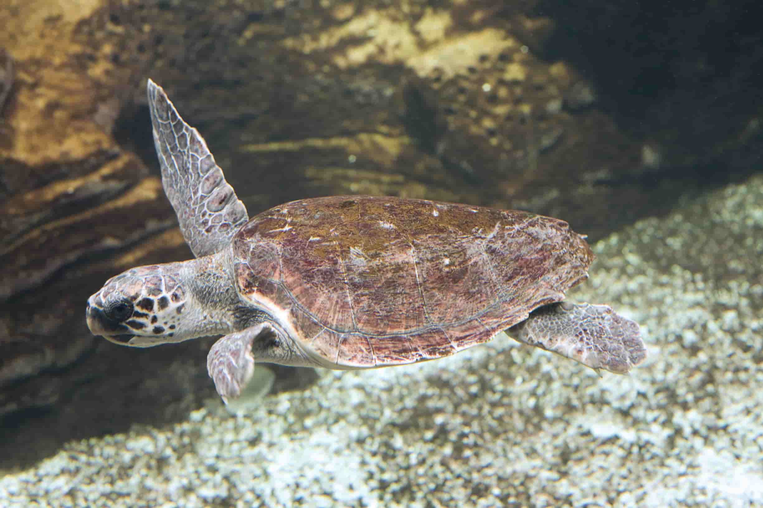 Loggerhead Turtle SC Aquarium