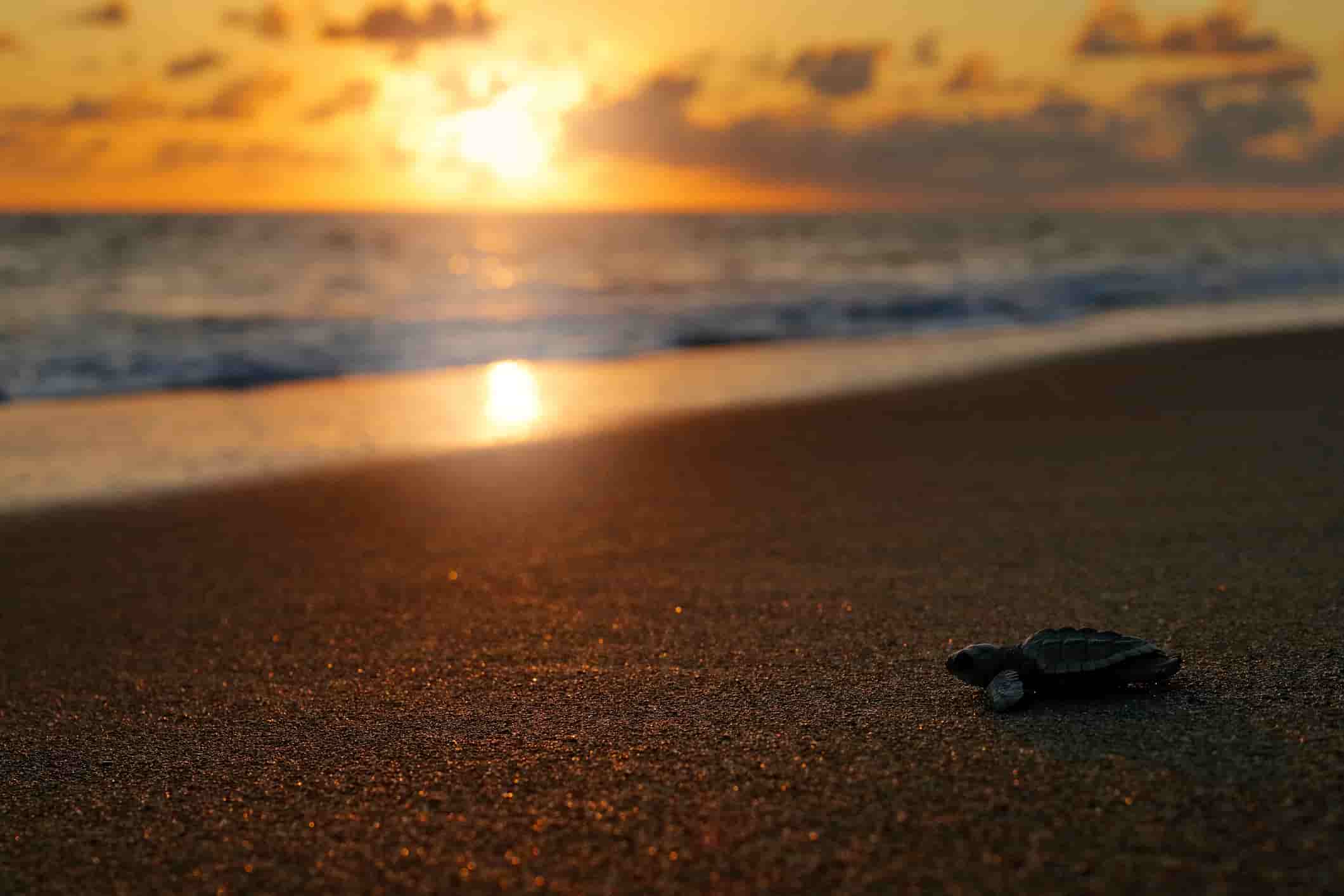 Baby Loggerhead turtle headed to the ocean