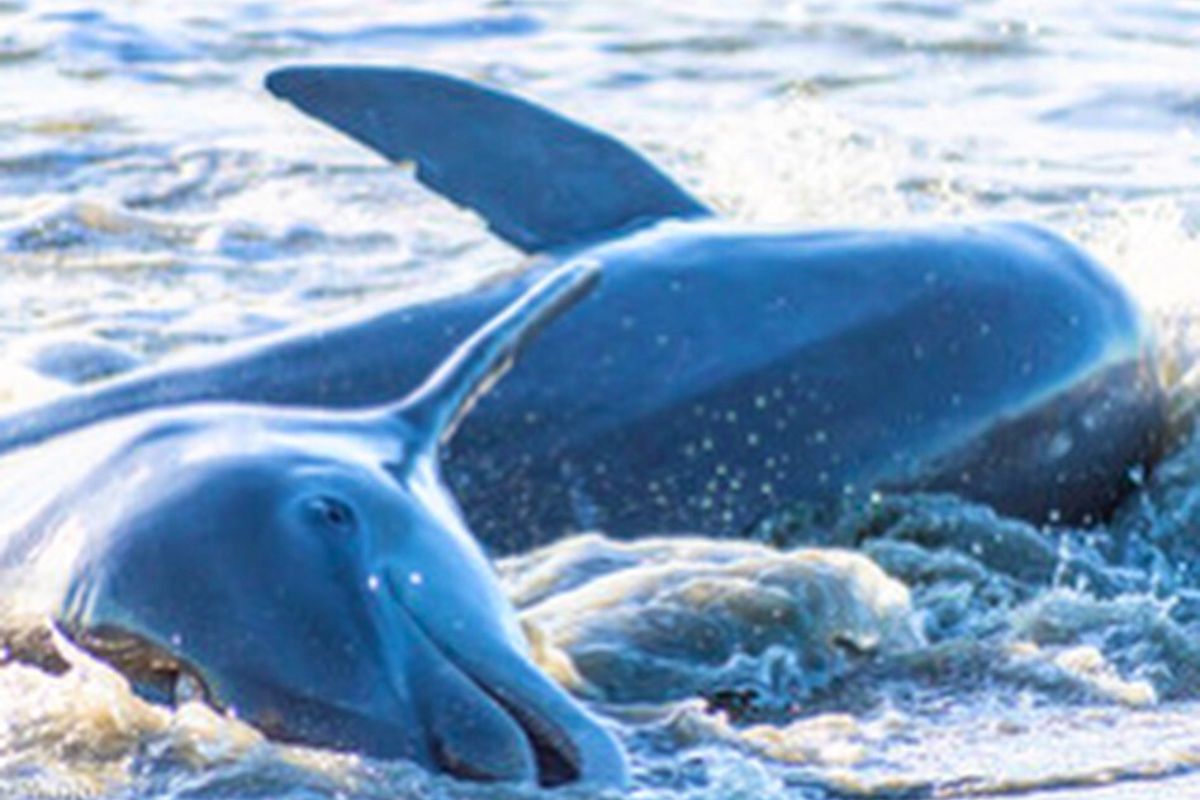 Dolphins on Kiawah Island