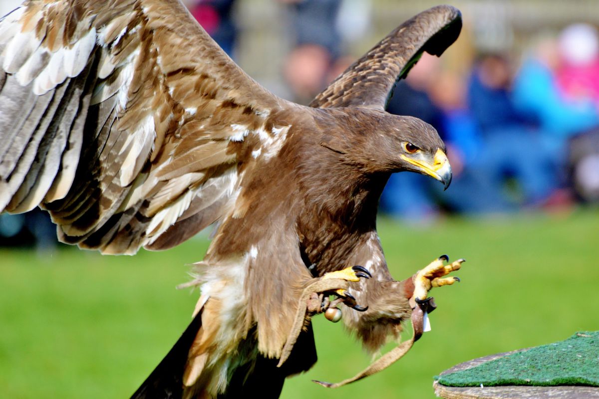 SEWE raptor demonstration