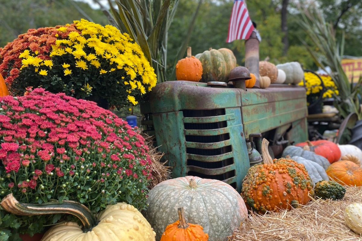 Fall on Johns Island