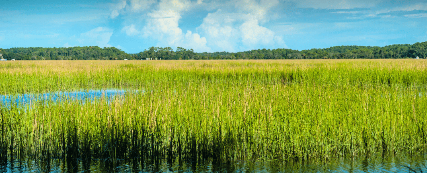 Johns Island Marsh