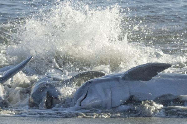 Dolphins on Seabrook Island