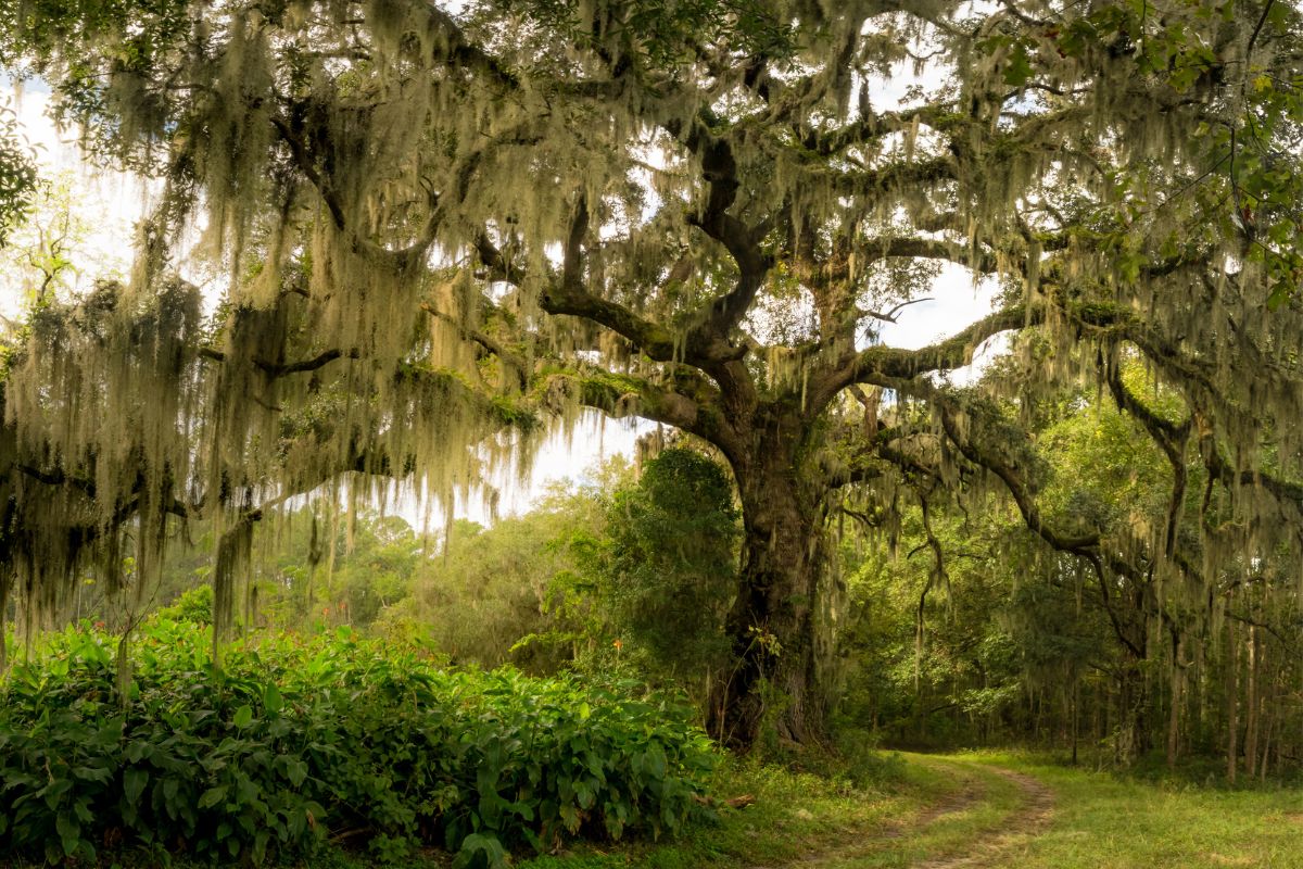 Hoopstick Island Johns Island