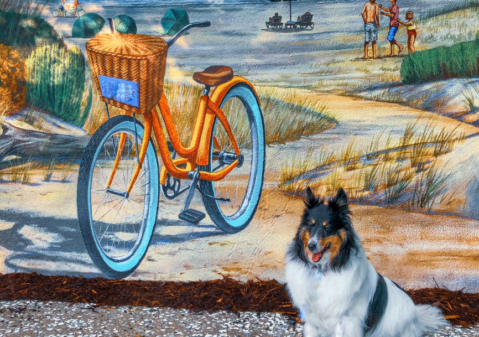 Dog services Kiawah Island