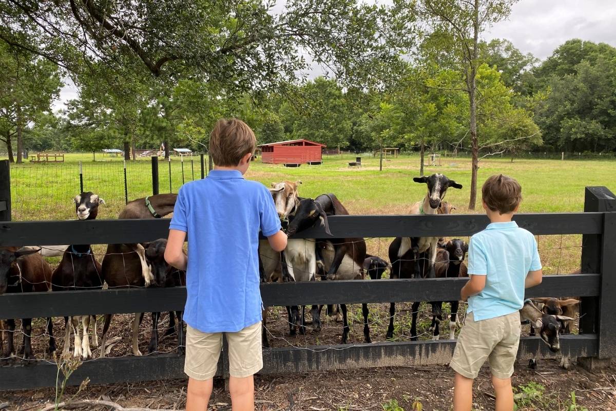 Two children visiting goats at The Goatery dairy at Kiawah River Farm, Johns Island SC