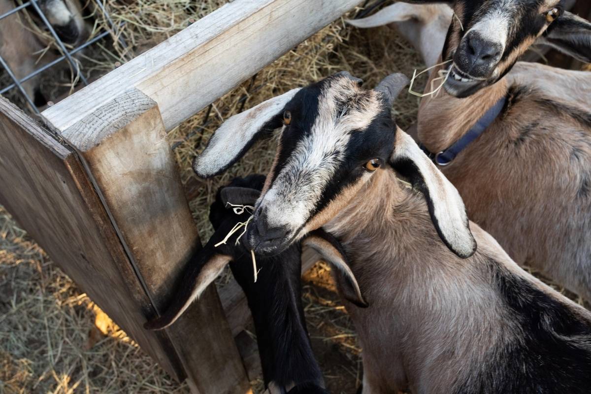 Goats at The Goatery artisan dairy at Kiawah River Farm, Johns Island SC