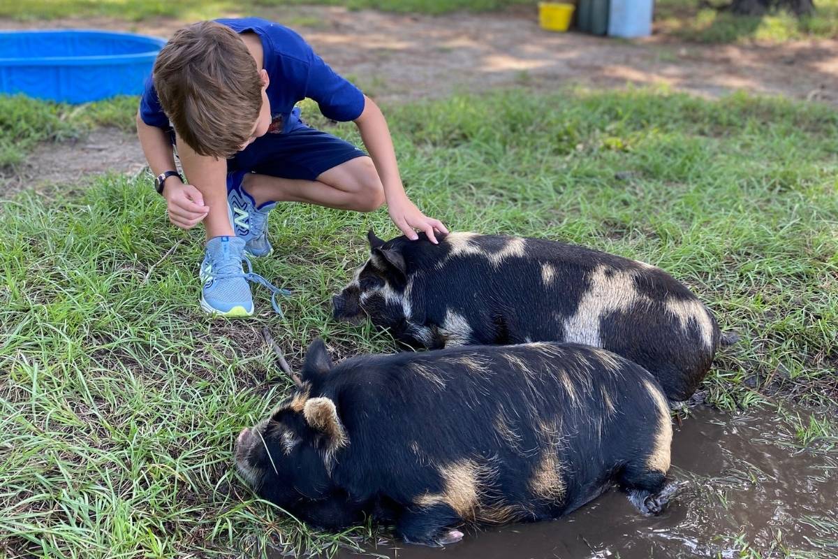 Child petting pigs at Kiawah River Farm, Johns Island SC