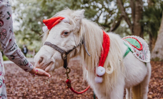 Holiday Farm Snuggles