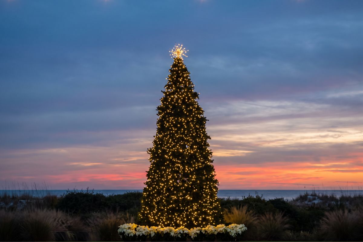 Tree Lighting