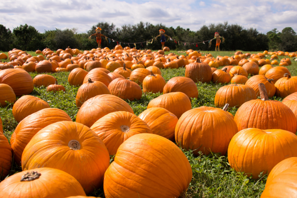 Pumpkin Patch